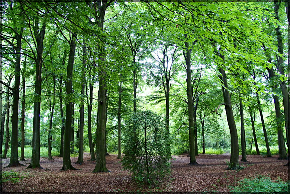 Green Forest