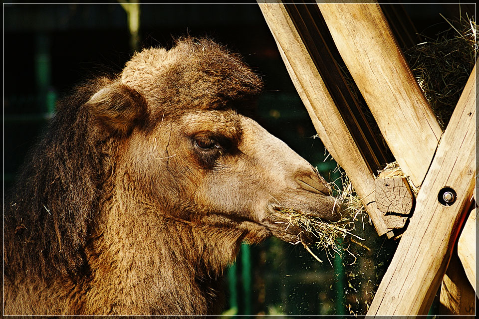 Camel