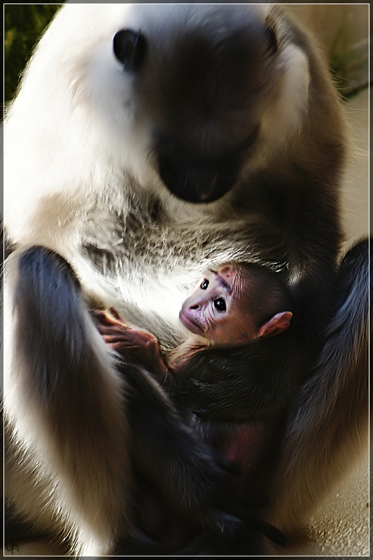 Apes Love