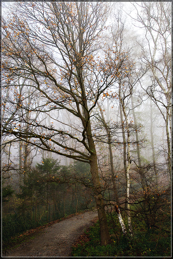 Foggy Weather