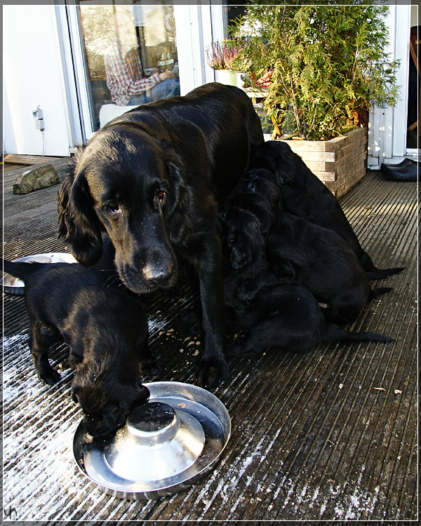 Fiona and her Babies