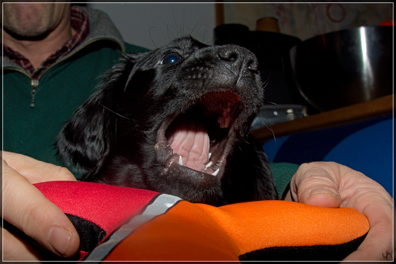 Teeth