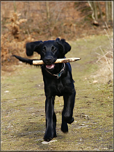 Katie and the Stick