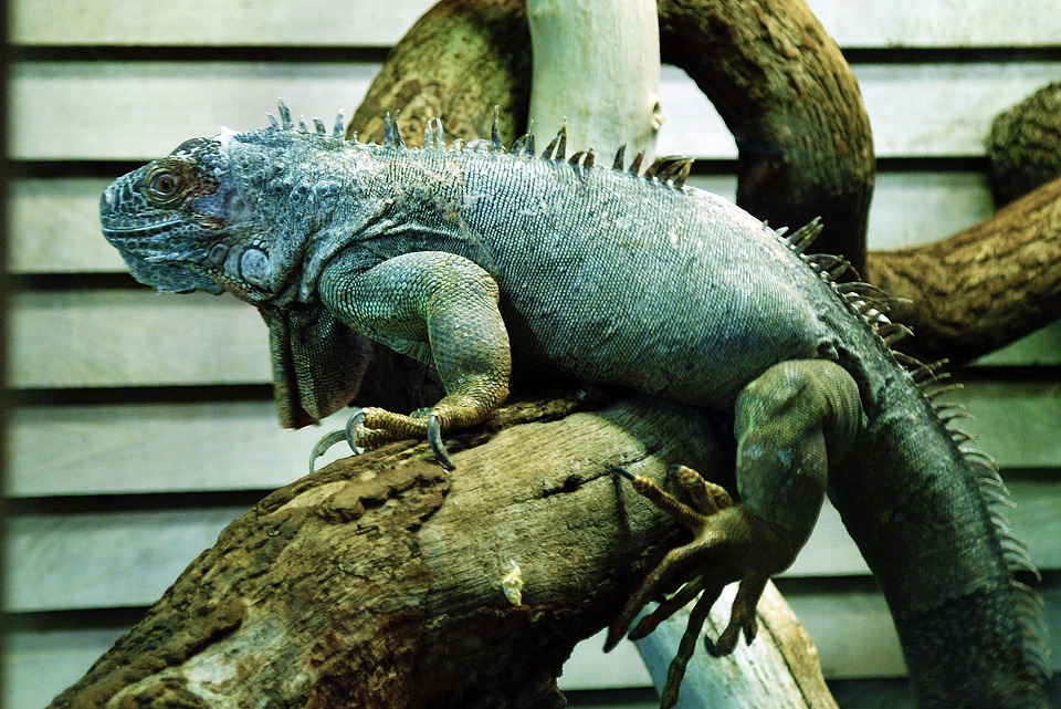 Chamaeleon?