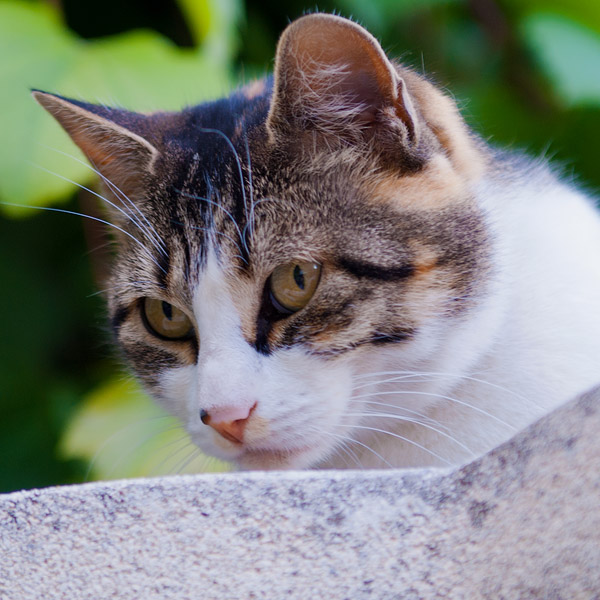 Gerresheimer Katze