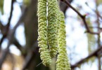 Weidenblüte / Willow Flower