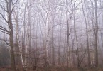 Foggy Forest