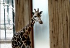 Youngster Giraffe