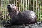 Posierender Otter