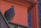 Church with Pigeon