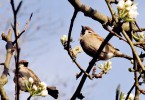 Pärchen im Birnbaum