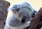 Koala Baby