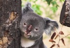 Koala Papa 1