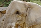 Elefant