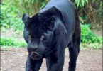 Schwarzer Panther