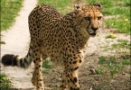 Gepard 2