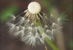 Dandelion 1