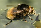 Baby Bumble Bee