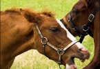 Squabbling Equids