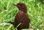 Thrush Youngster