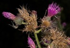 Thistle