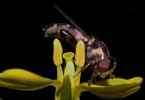 Hoverfly and Flower