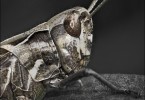 Portrait of a Grasshopper