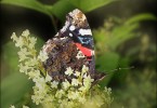 Schmetterling im Wald