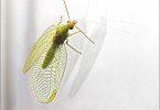 Reflections on a Lacewing