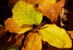 Yellow Beech Leaves