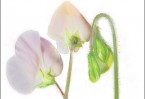 Everlasting pea (Lathyrus latifolius)