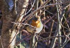 Robin