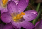 First Spring Flowers