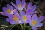 Crocus Again