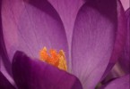 Another Crocus