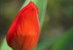 Rote Tulpe