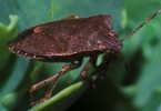 Shield Bug