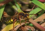 Baby Hover Fly