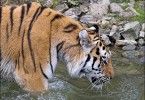 Tiger Bath