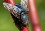 Fliege beim Sonnenbad