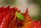 Green Aphid