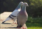 Pidgeon Pair