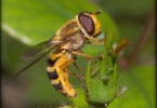 Hoverfly 1004