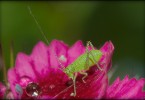 Baby Grasshopper