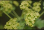 Lady's Mantle