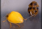 Ladybird's Birth