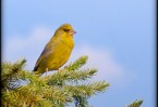 Green Finch