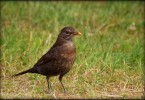 Song Thrush