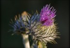 Thistle #2