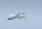 Seagull